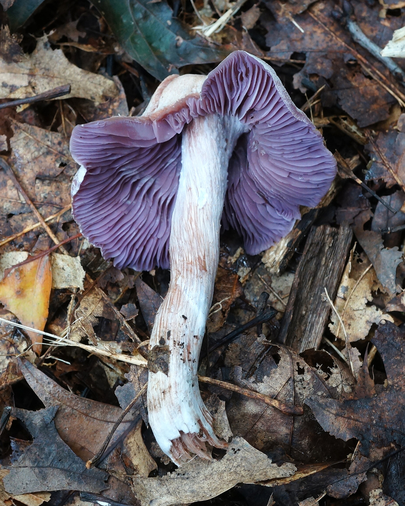 Purple and White Deceiver From Clove Lakes Park Staten Island NY USA purple-and-white-deceiver-from-clove-lakes-park-staten-island-ny-usa