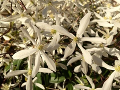 Magnoliopsida