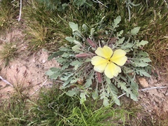 Oenothera primiveris