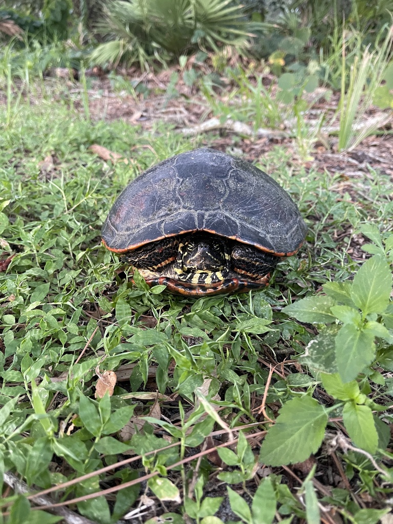 Florida Redbelly Turtle from Lake Seminole Park, Seminole, FL, US on ...