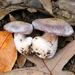 Cortinarius pseudophlegma - Photo (c) tombigelow, algunos derechos reservados (CC BY-NC), subido por tombigelow