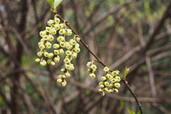 Stachyurus praecox
