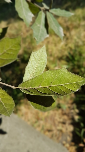 Quercus laurina