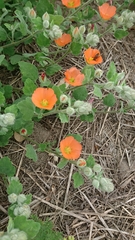 Sphaeralcea lindheimeri