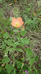 Sphaeralcea lindheimeri