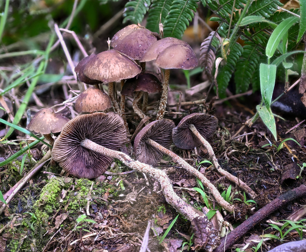 Psilocybe zapotecorum · April 2023 · photo: © alan_rockefeller (iNaturalist, cc-by-sa)