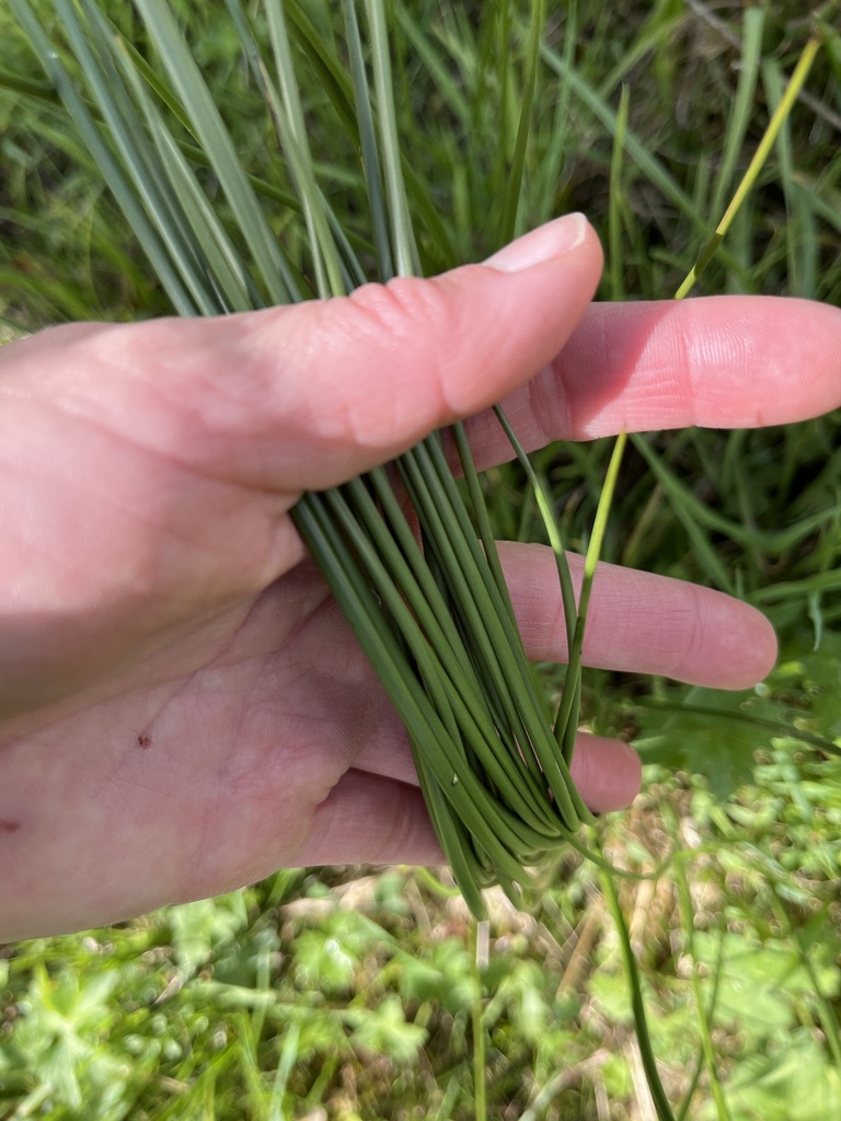 Soft Rush from Dryden Hill Rd, Greenwood, NY, US on October 9, 2023 at