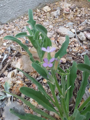 Matthiola parviflora