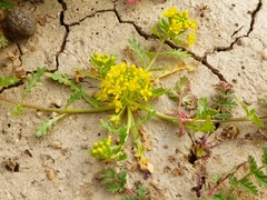 Lepidium flavum felipense