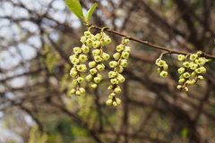 Stachyurus praecox