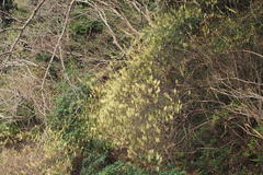 Stachyurus praecox