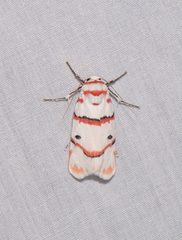 Cyana perornata