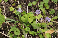 Viola grypoceras