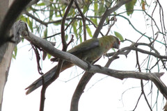 Platycercus elegans adelaidae