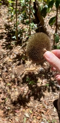 Apeiba tibourbou