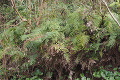 Diplopterygium glaucum