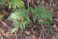 Dryopteris erythrosora