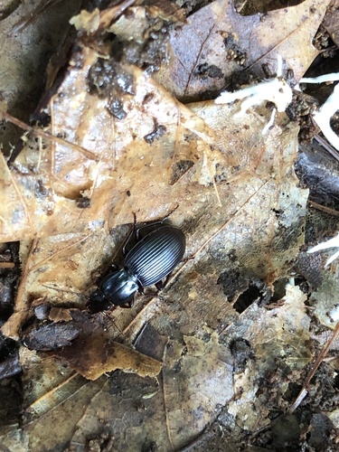 Pterostichus tristis photo 3