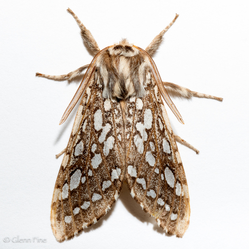 Silver-spotted Tiger Moth