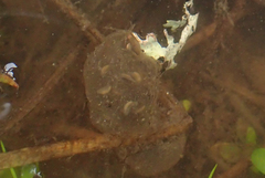 Pseudacris sierra