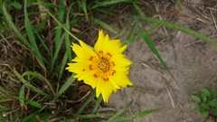 Coreopsis nuecensis