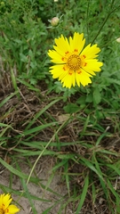 Coreopsis nuecensis