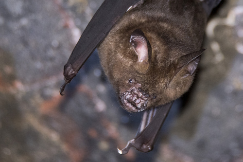 Great Himalayan Leaf-nosed Bat