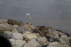 Egretta thula