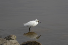 Egretta thula