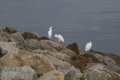 Egretta thula