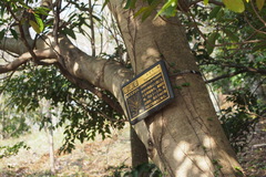 Daphniphyllum teijsmannii