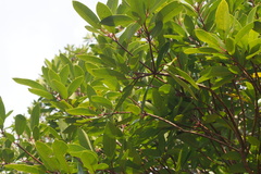 Daphniphyllum teijsmannii