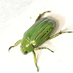 Chrysina gloriosa