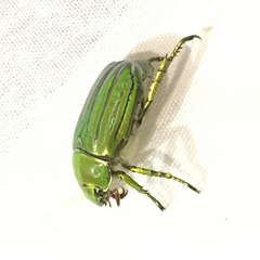 Chrysina gloriosa