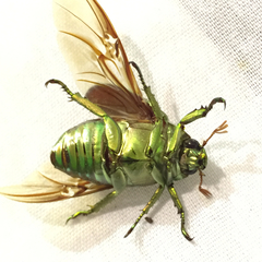 Chrysina gloriosa