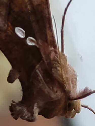 Chrysodeixis chalcites