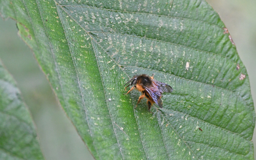 Photo of Handlirsch's Bumble Bee (Bombus handlirschi)