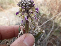 Boechera californica