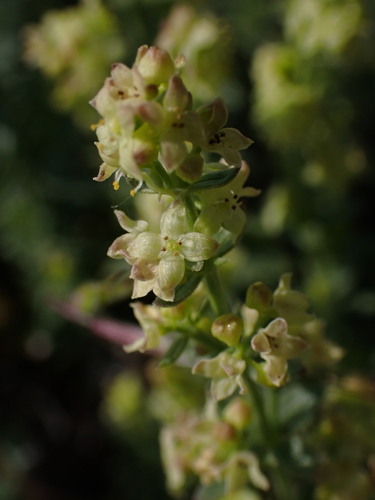 Image of Galium serpenticum by (c) Nolan Exe, some rights reserved (CC BY)