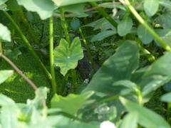 Nerodia rhombifer