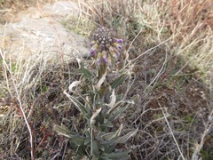 Boechera californica