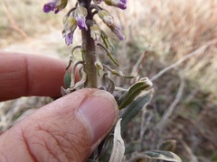 Boechera californica