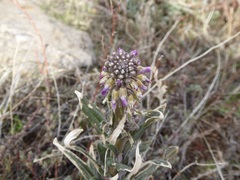 Boechera californica