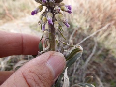 Boechera californica