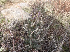 Boechera californica