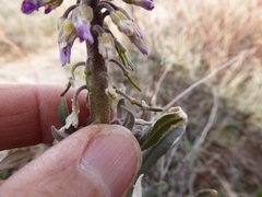 Boechera californica