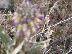Boechera californica