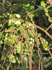 Geonoma aspidiifolia