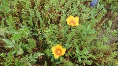 Linum rigidum
