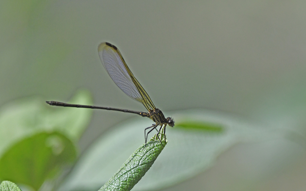 Euthore terminalis